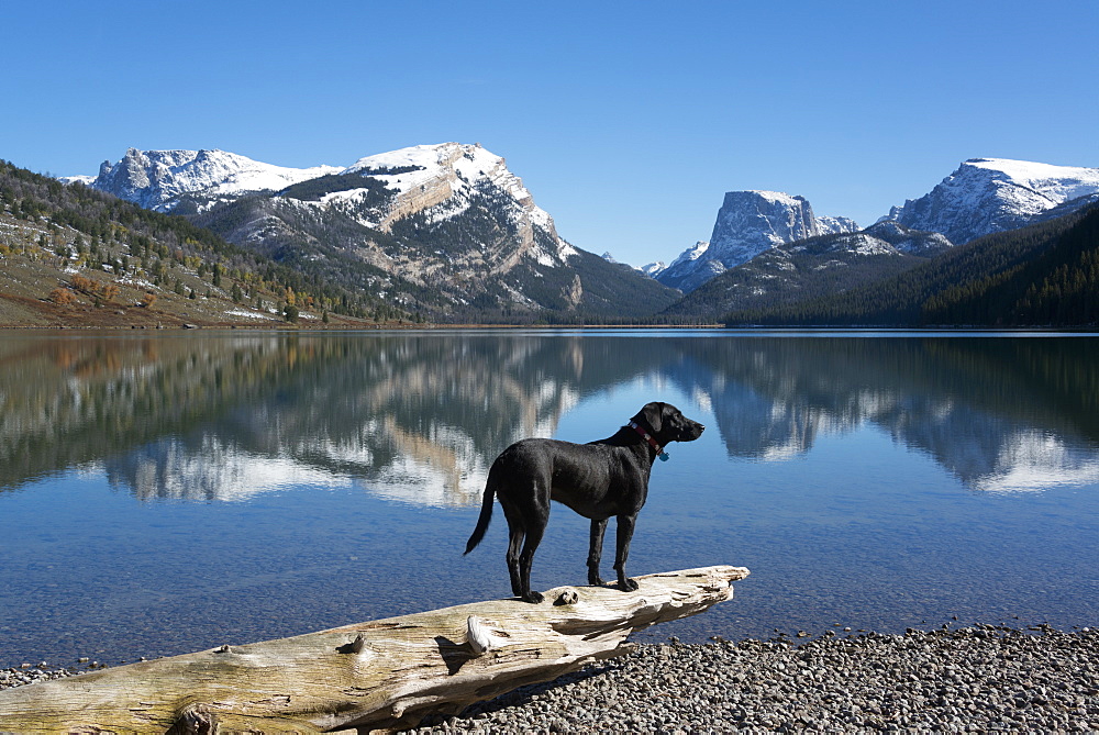 A black Labrador dog, Green River Lake, Wyoming, USA