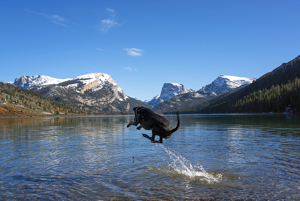 A black Labrador dog, Green River Lake, Wyoming, USA