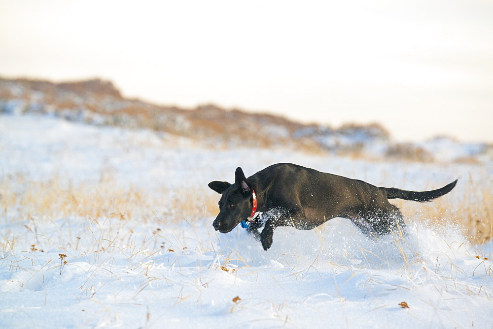 A black Labrador dog, Wasatch National Forest, Utah, USA