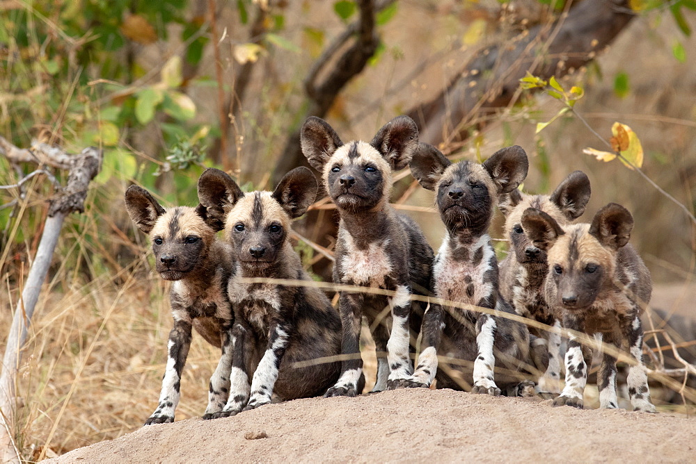 A pack of Wild Dog puppies Lycaonﾠpictus on a termite mound ears forward looking at camera, Sabi Sands, South Africa