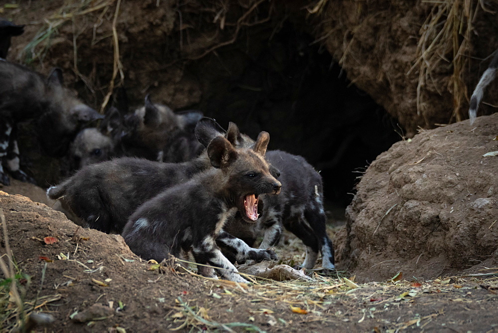 A pack of Wild Dog puppies Lycaonﾠpictus outside their den, Sabi Sands, South Africa