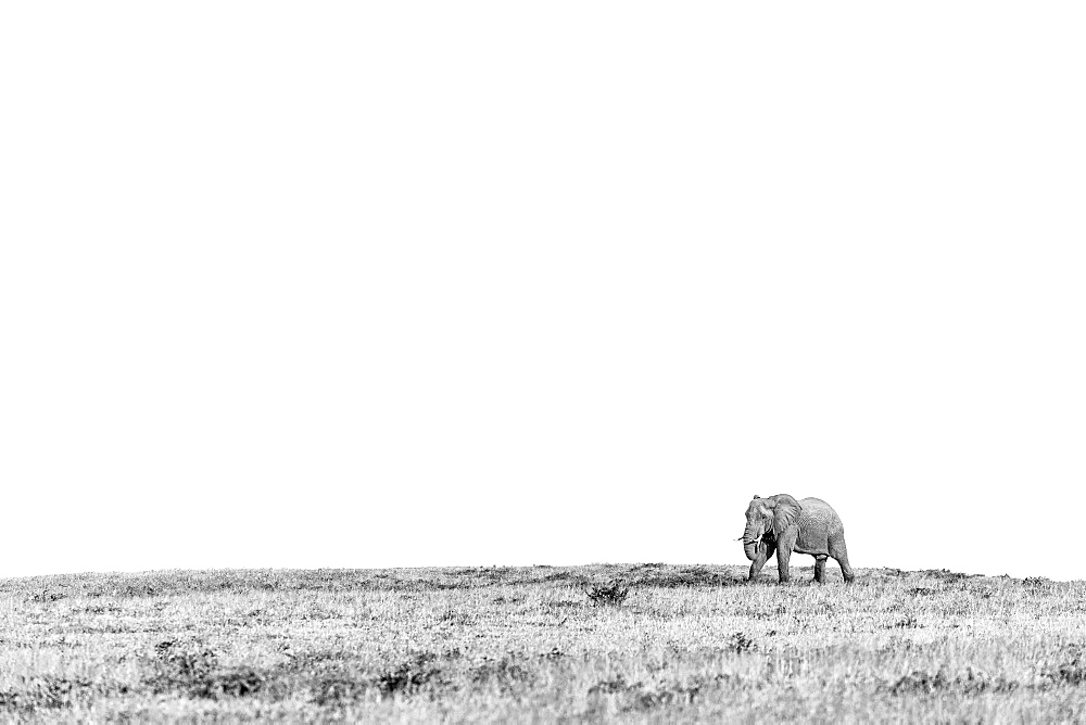 African elephant Loxodonta africana walking across an open plain, Sabi Sands, South Africa