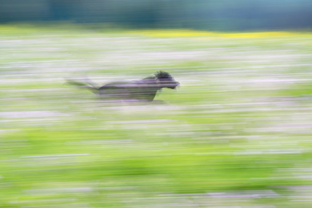 A black Labrador dog running through a wildflower meadow, Wasatch National Forest, Utah, USA