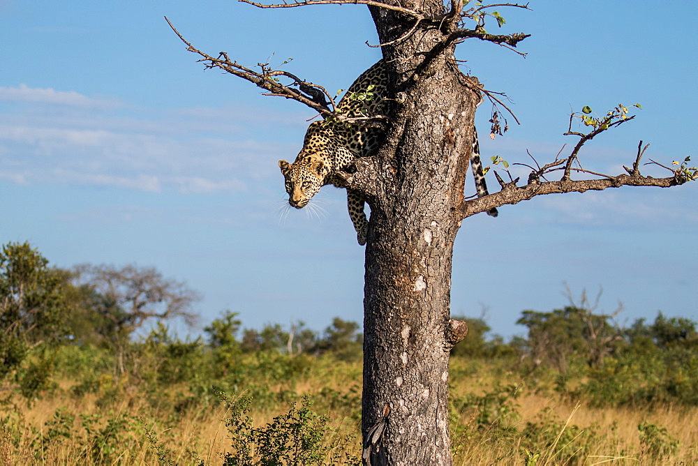 A leopard, Panthera pardus, glances down before jumping out of a tree, Sabi Sands, Greater Kruger National Park, South Africa