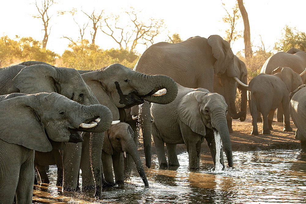 A herd of African elephants, Loxodonta africana, drink at a water hole during sunset in soft light, Sabi Sands, Greater Kruger National Park, South Africa