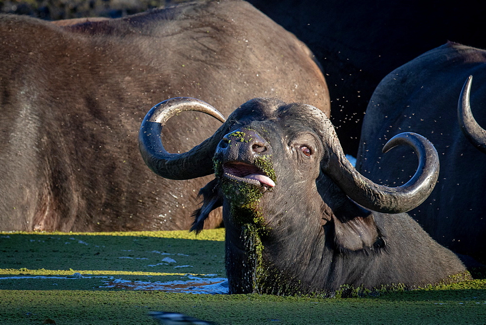 A buffalo, Syncerus caffer, lies down in water, tongue sticking out, looking out of frame, Sabi Sands, Greater Kruger National Park, South Africa