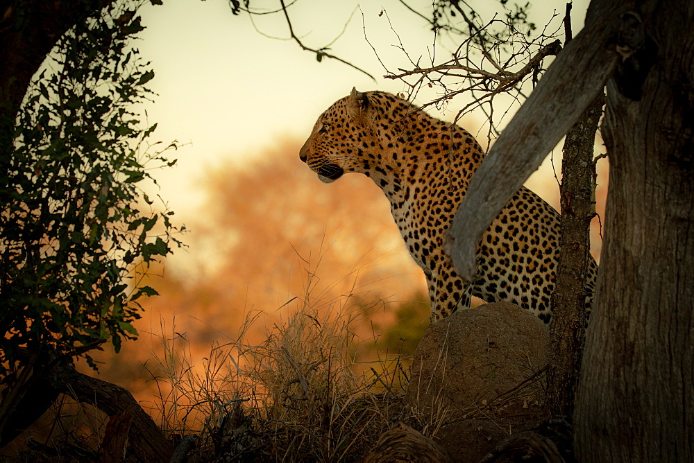 A male leopard, Panthera pardus, sits down, side profile against orange backdrop, Sabi Sands, Greater Kruger National Park, South Africa