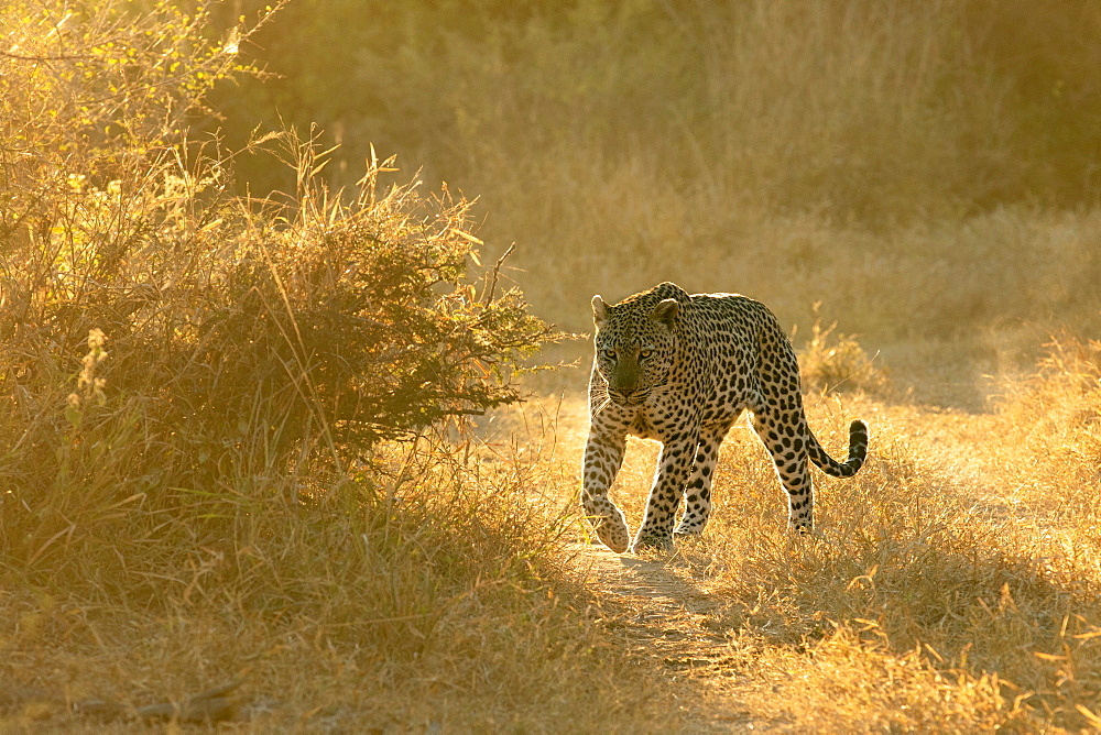 A leopard, Panthera pardus, walks in short grass in golden light, backlit, Sabi Sands, Greater Kruger National Park, South Africa