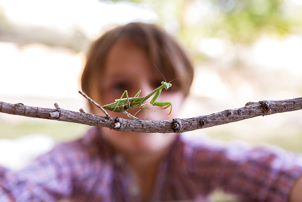 7 year old boy looking at a praying mantis, New Mexico, United States