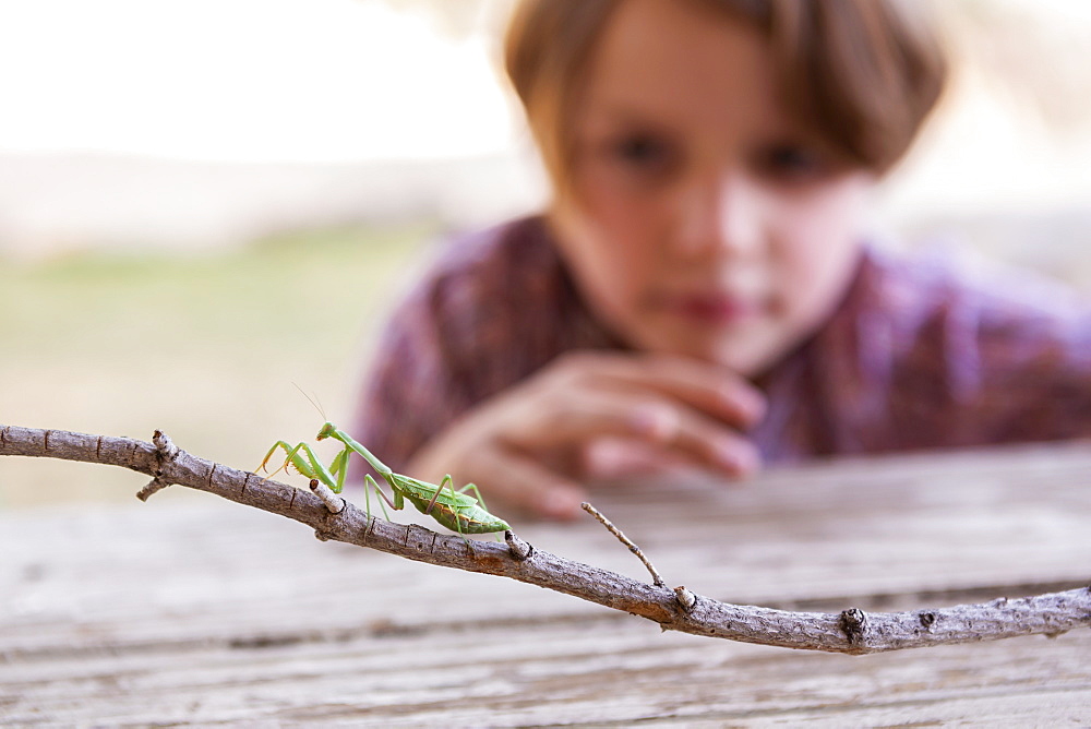 7 year old boy looking at a praying mantis, New Mexico, United States