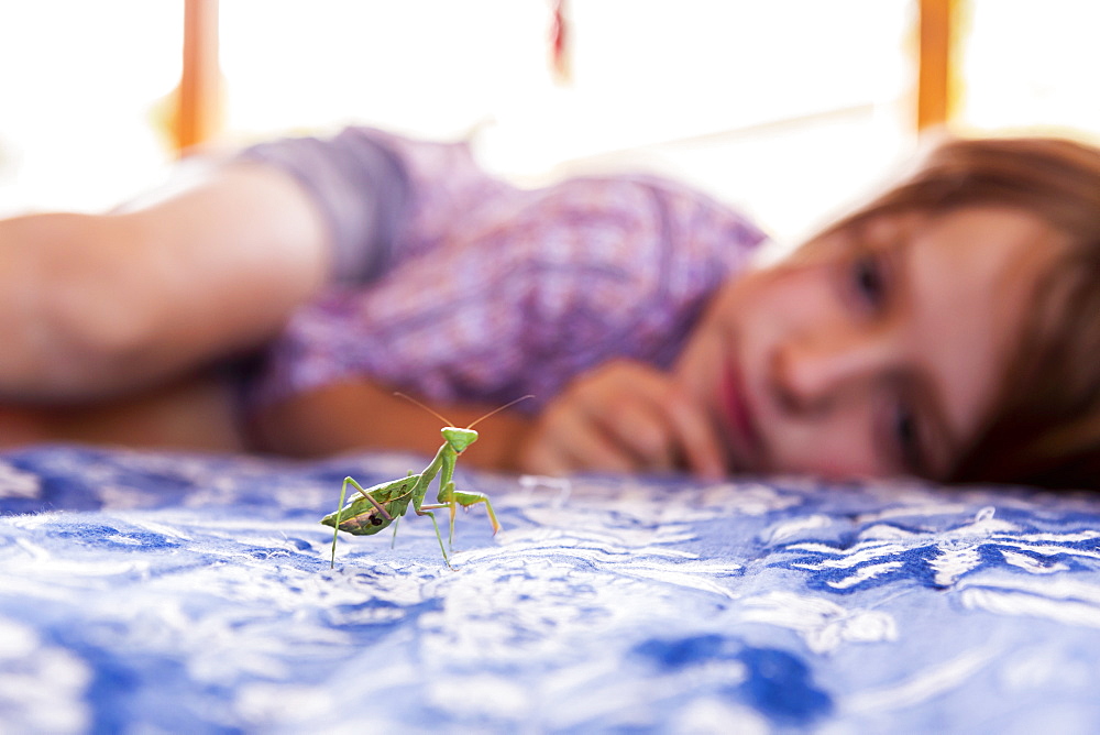 7 year old boy looking at a praying mantis, New Mexico, United States