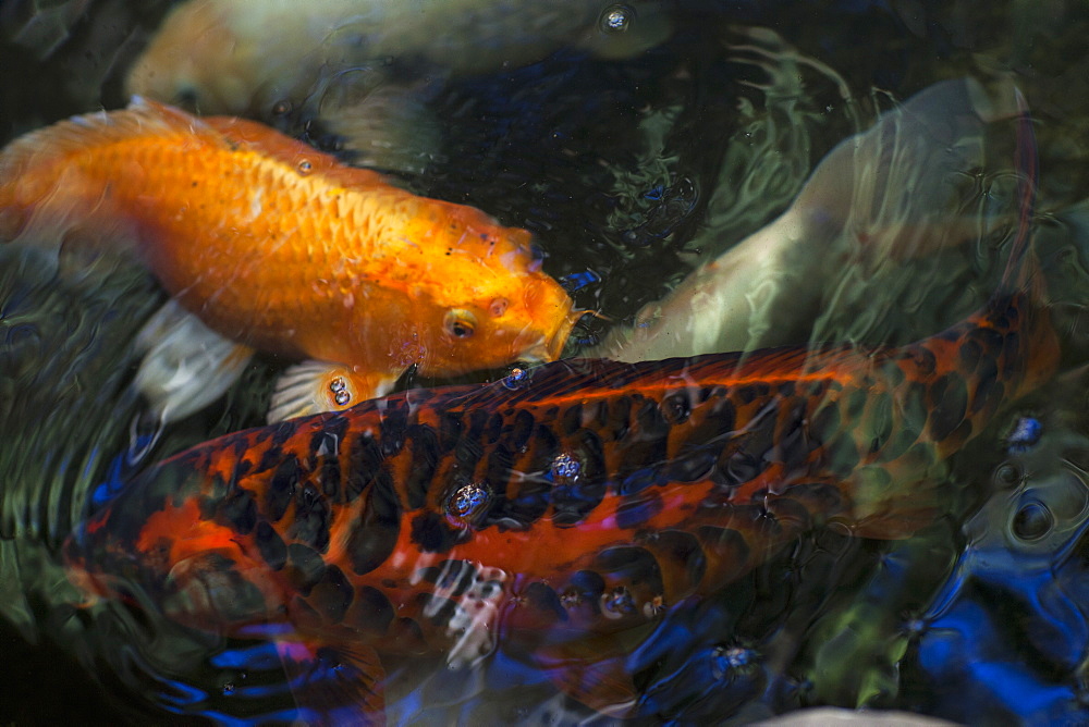 High angle close up of Koi carp in a pond