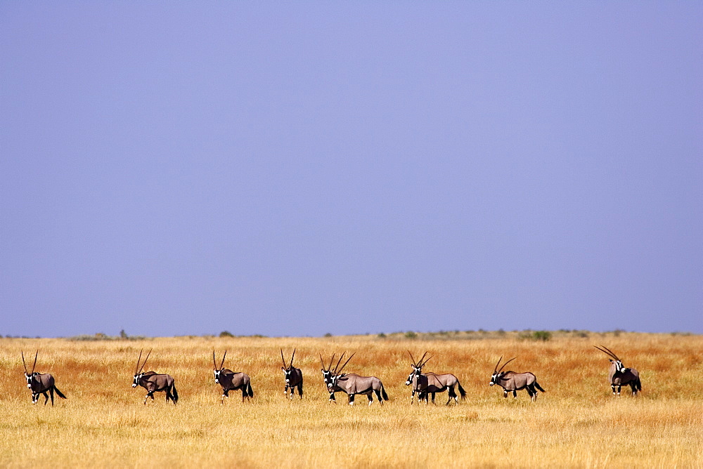 A herd of Oryx on the grassland of the Moremi Reserve, Botswana