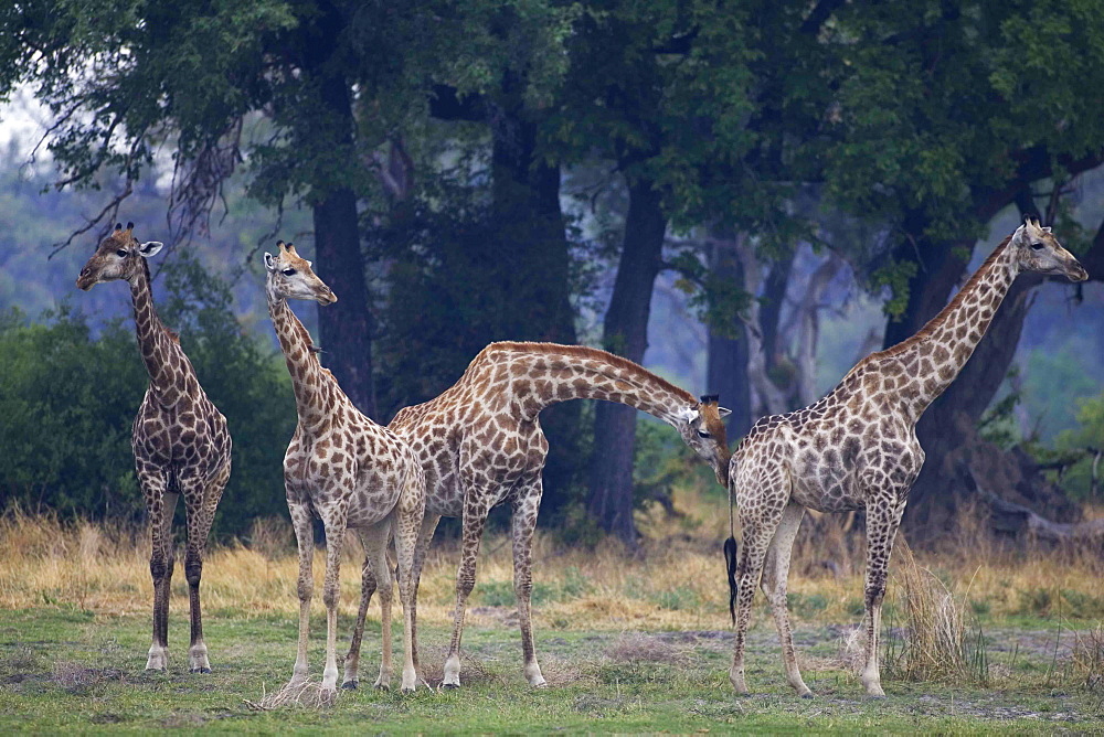 Small group of South African Giraffes, Camalopardalis Giraffa, Moremi Reserve, Botswana, Africa