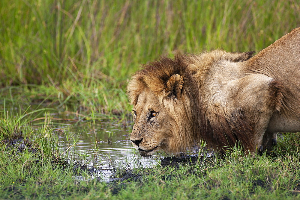 African lion, Panthera leo, male at waterhole in the Moremi Reserve, Botswana, Africa