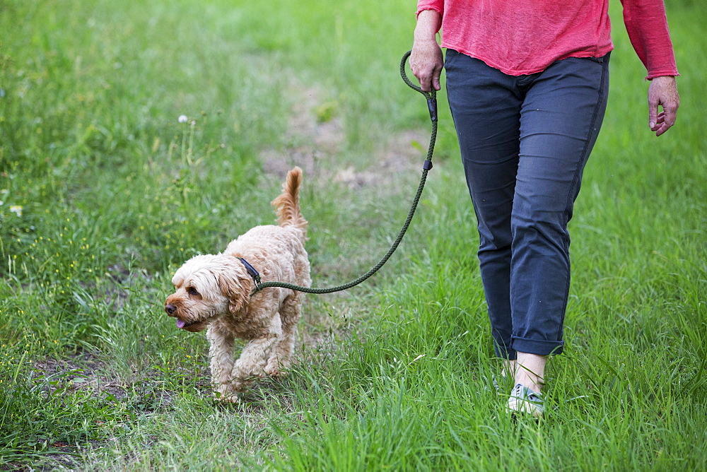 Woman walking in meadow with red coated young Cavapoo, Watlington, Oxfordshire, United Kingdom