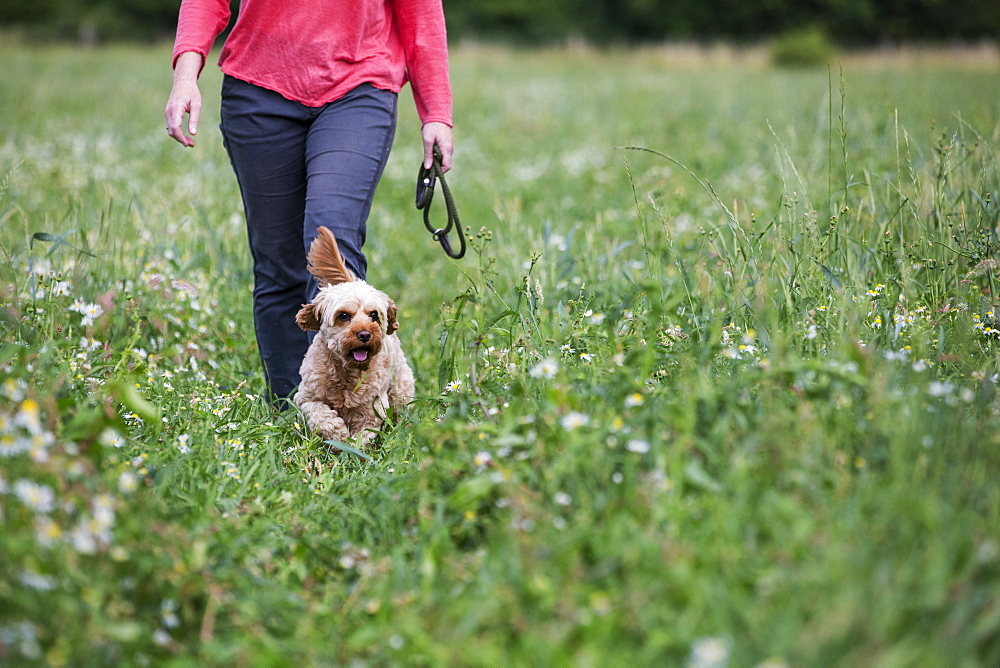 Woman walking in meadow with red coated young Cavapoo, Watlington, Oxfordshire, United Kingdom