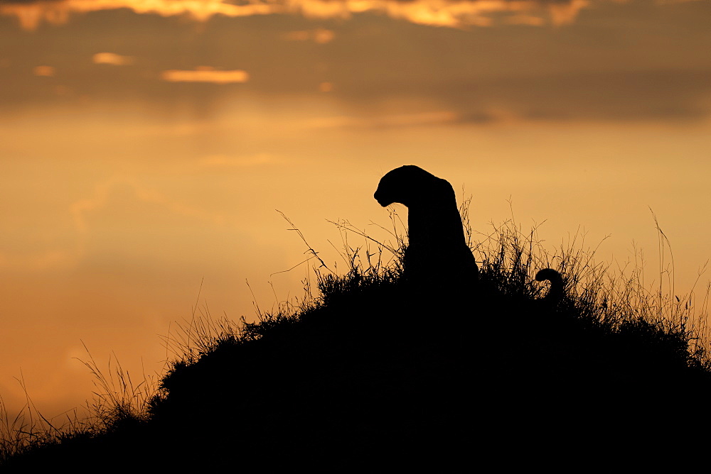 A silhouette of a leopard, Panthera pardus, sitting on a termite mound against a sunset, Londolozi Wildlife Reserve, Greater Kruger National Park, South Africa