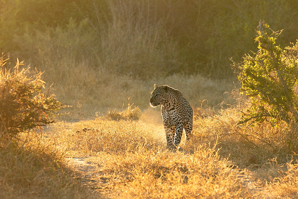 A leopard, Panthera pardus, walks through short grass, backlit, looking out of frame, Londolozi Wildlife Reserve, Greater Kruger National Park, South Africa