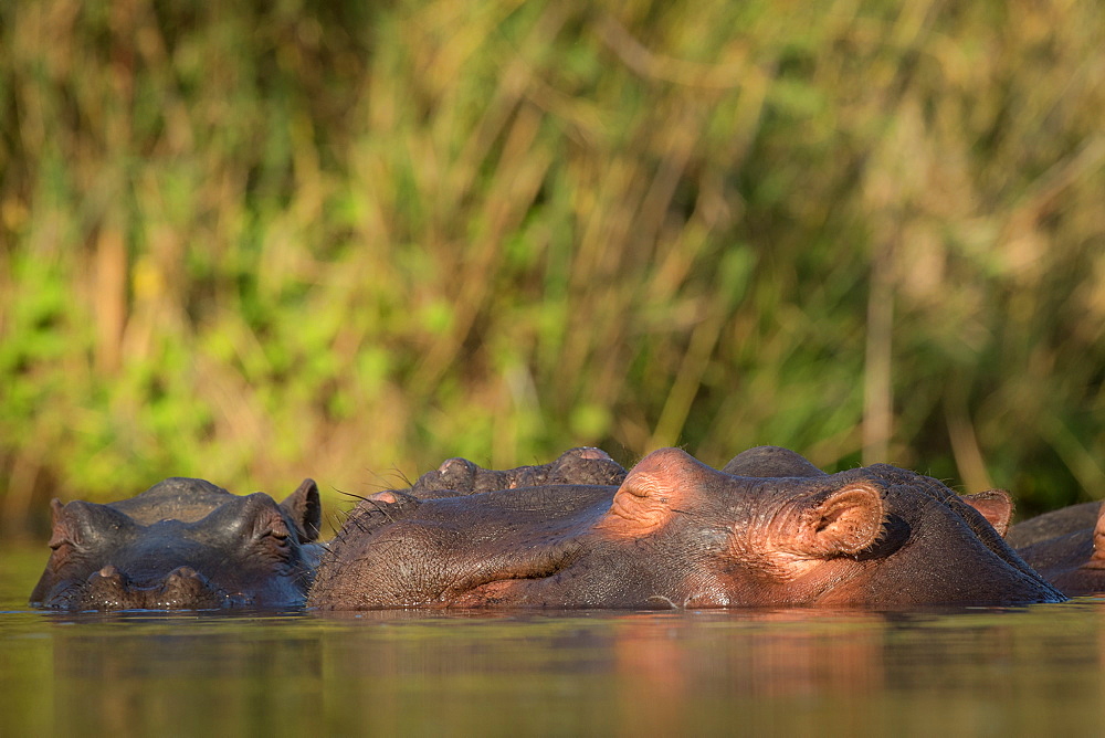 A hippo, Hippopotamus amphibius, raises its head above the water and closes its eyes in the sun, Londolozi Wildlife Reserve, Greater Kruger National Park, South Africa