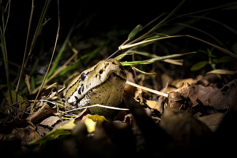 A python, Python sebae, peers its head out of some dry leaves, lit up by a spotlight, Londolozi Wildlife Reserve, Greater Kruger National Park, South Africa