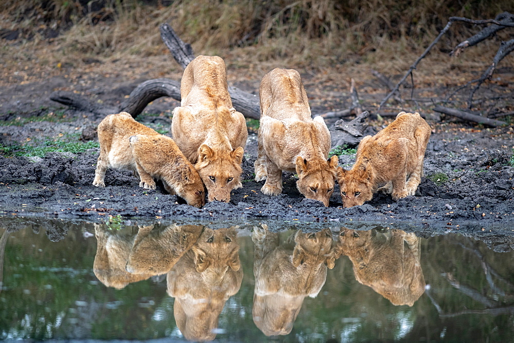 A pride of lions, Panthera leo, drink at a waterhole simaltaneously, reflections in the water, Londolozi Wildlife Reserve, Greater Kruger National Park, South Africa