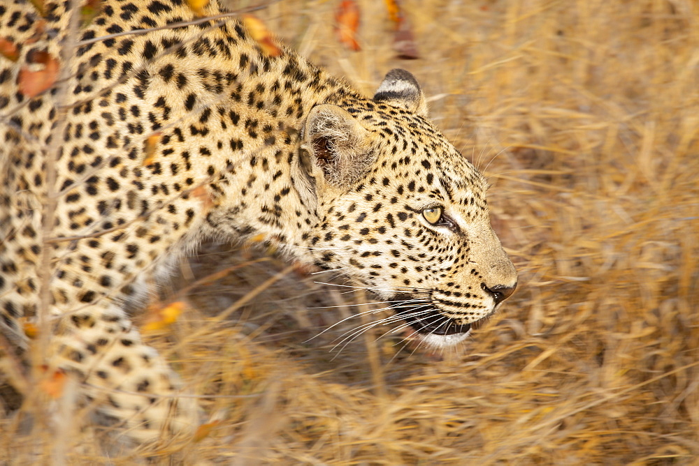 A leopard, Panthera pardus, walks through long dry grass, motion blur, looking out of frame, Londolozi Wildlife Reserve, Greater Kruger National Park, South Africa