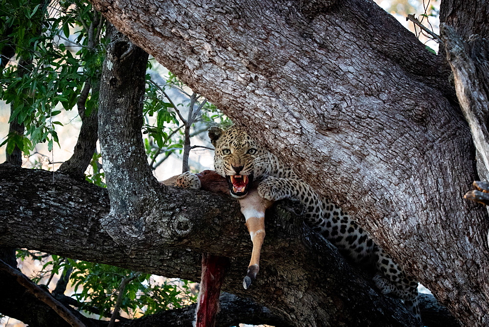 A leopard, Panthera pardus, snarls while in a tree with its kill, direct gaze, Londolozi Wildlife Reserve, Greater Kruger National Park, South Africa