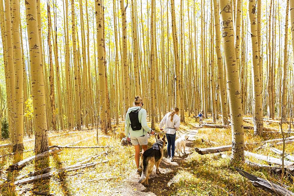 mother and daughter walking their dogs on autumn aspen nature trail