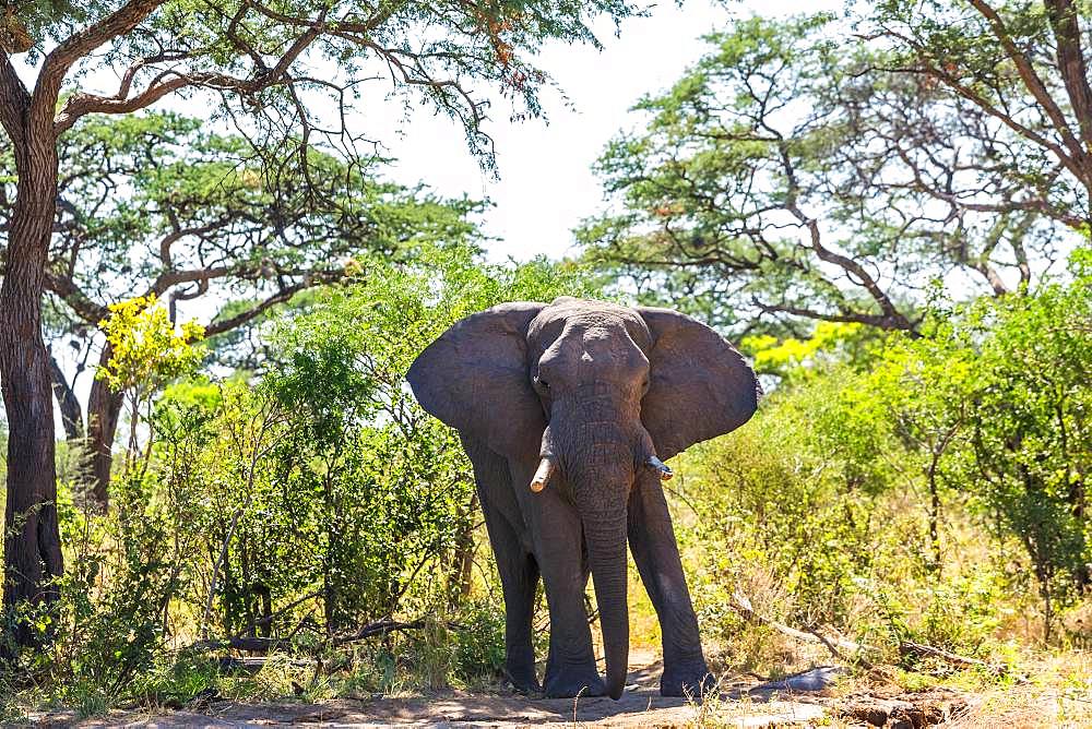 African elephant standing on dirt track in the Chobe National Park, Botswana