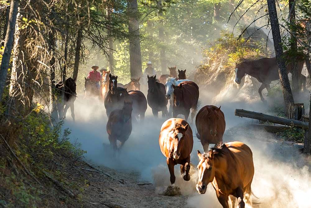 Cowboys herding horses through woods, British Colombia, Canada