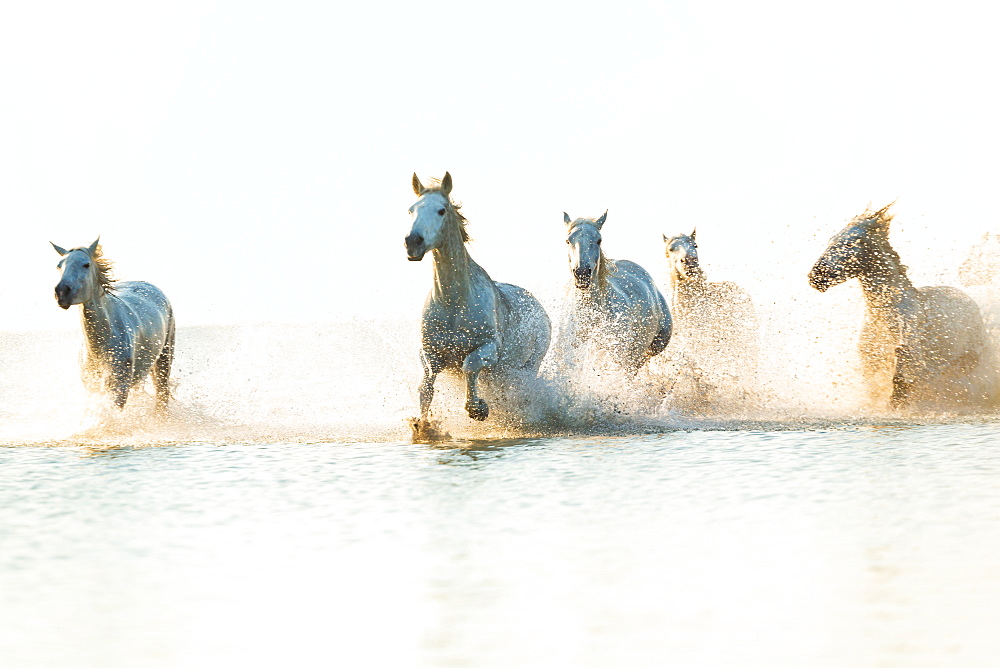 White horses running through water, The Camargue, France