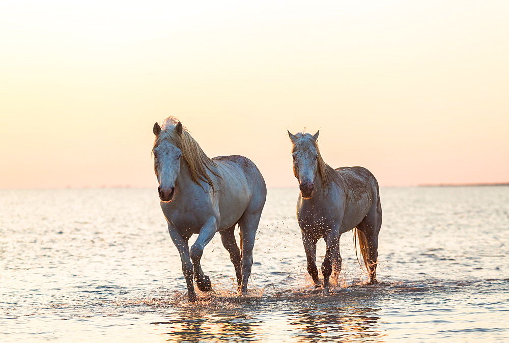 White horses running through water, The Camargue, France