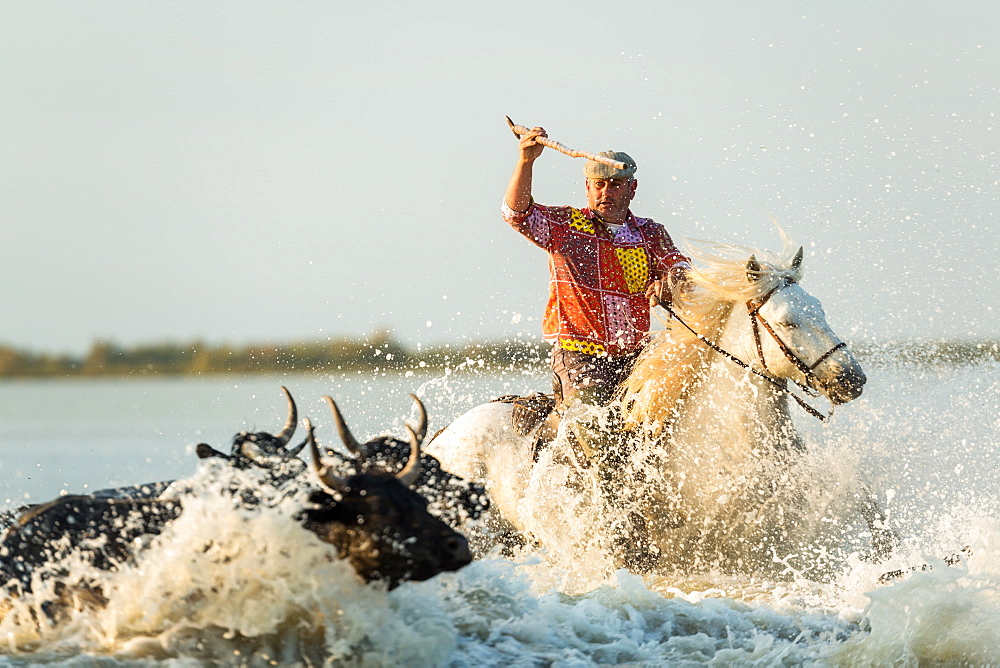 Gardian, cowboy of The Camargue with bulls, Camargue, France