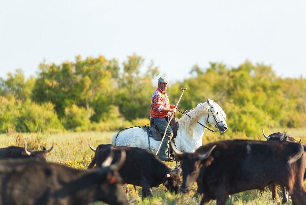 Gardian, cowboy of The Camargue with bulls, Camargue, France