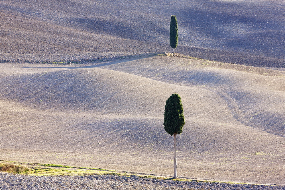 Trees in rural farming landscape