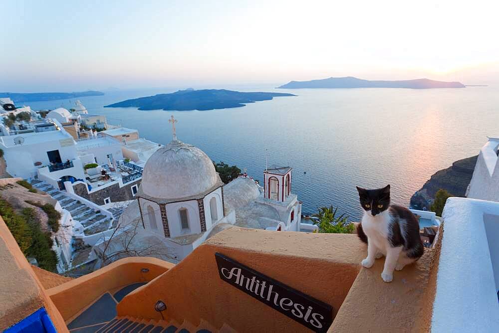 Cat, church & Fira town at sunset, Fira, Santorini, Cyclades Islands, Greece