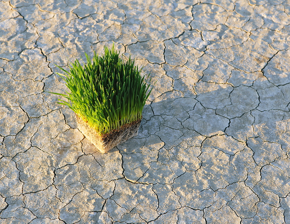 Black Rock Desert in Nevada. Arid cracked crusty surface of the salt flat playa. Wheatgrass plants with a dense network of roots in shallow soil with bright fresh green leaves and stalks. 