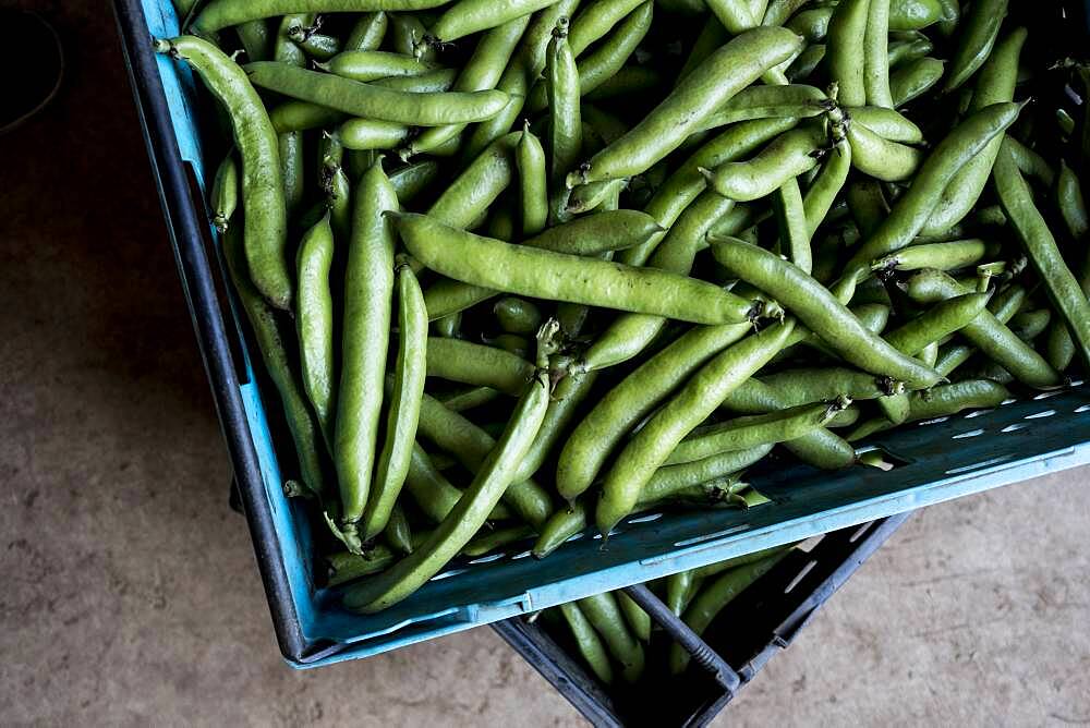 High angle close up of freshly picked green beans, Oxfordshire, United Kingdom