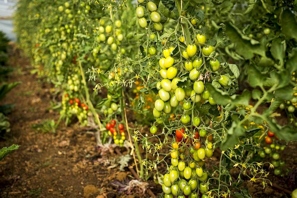 High angle close up of green and ripe tomatoes on the vine, Oxfordshire, United Kingdom