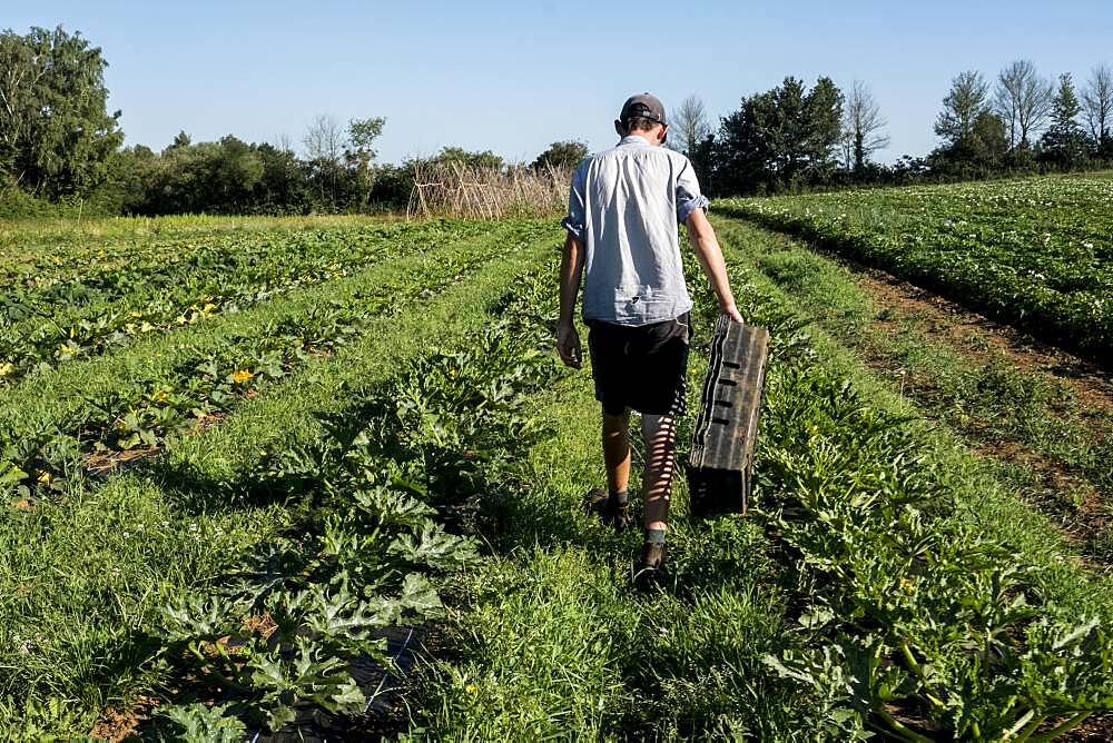 Rear view of man walking along rows of vegetables on a farm, Oxfordshire, United Kingdom