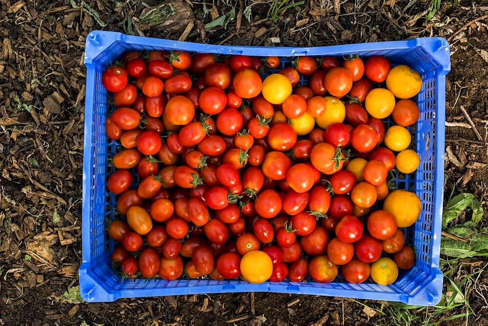 High angle close up of freshly picked cherry tomatoes in blue plastic crate, Oxfordshire, United Kingdom