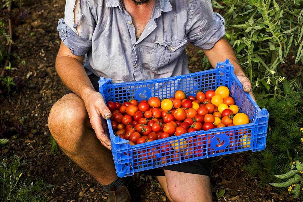 High angle close up person holding blue plastic crate with freshly picked cherry tomatoes, Oxfordshire, United Kingdom