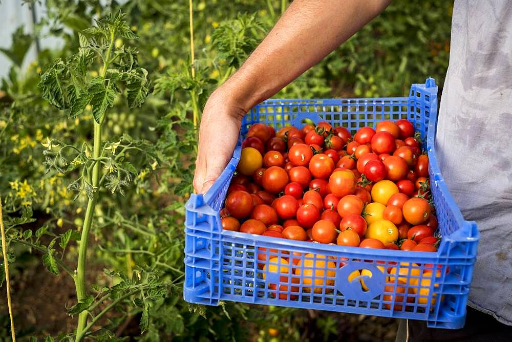 High angle close up person holding blue plastic crate with freshly picked cherry tomatoes, Oxfordshire, United Kingdom