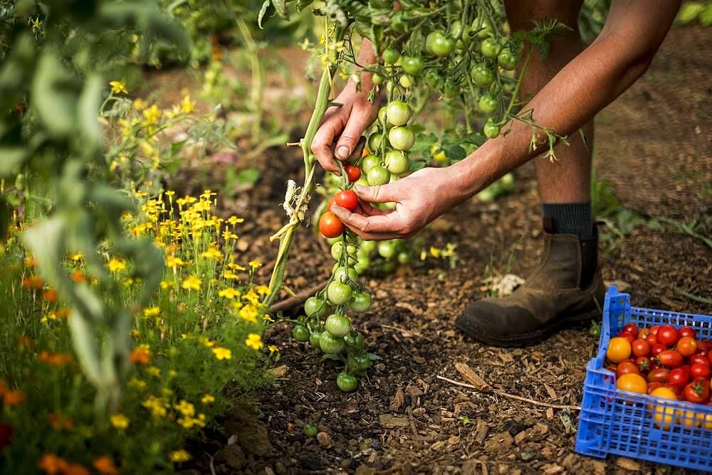 High angle close up of person picking cherry tomatoes on a farm, Oxfordshire, United Kingdom