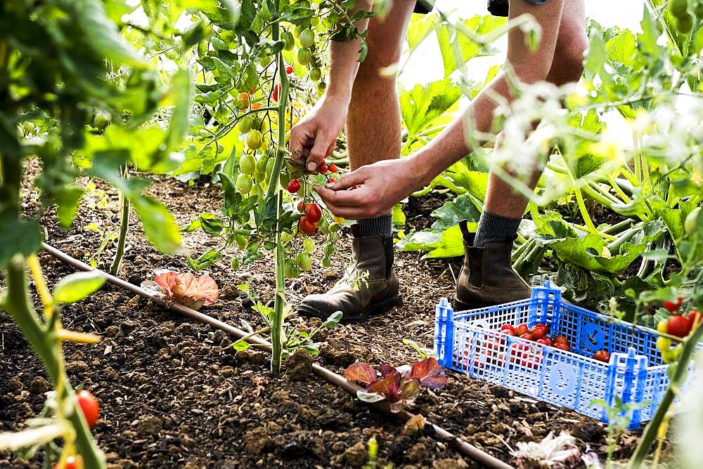 High angle close up of person picking cherry tomatoes on a farm, Oxfordshire, United Kingdom