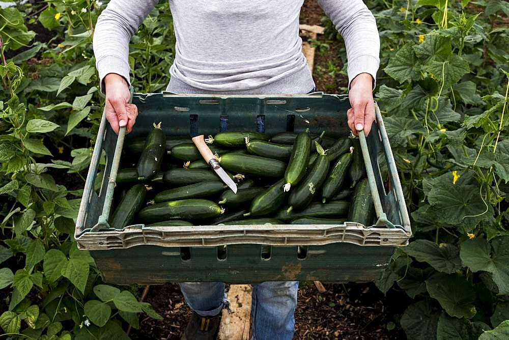 Woman standing in a poly tunnel, holding crate with freshly picked courgettes, Oxfordshire, United Kingdom