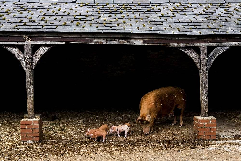 Tamworth sow with her piglets in an open barn on a farm, Oxfordshire, United Kingdom