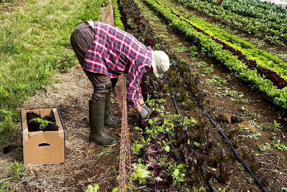 Man harvesting salad leaves on a farm, Oxfordshire, United Kingdom