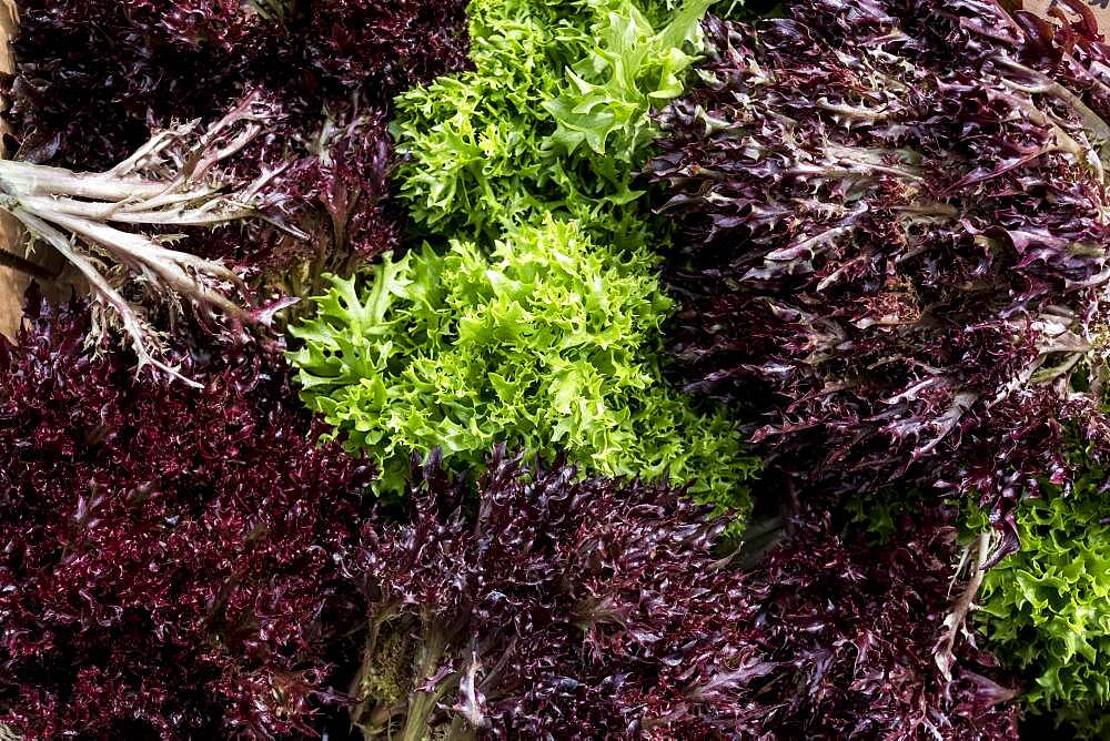 High angle close up of freshly picked green and purple salad leaves, Oxfordshire, United Kingdom